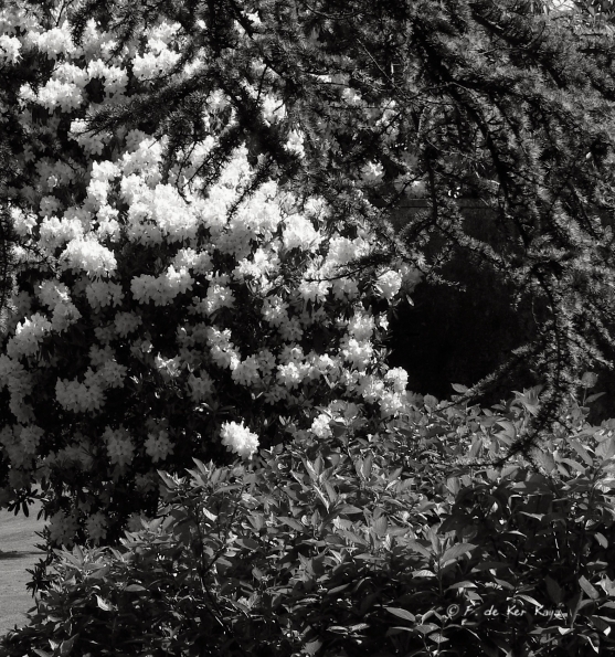 Bois des Moutiers (262) Mai 2012